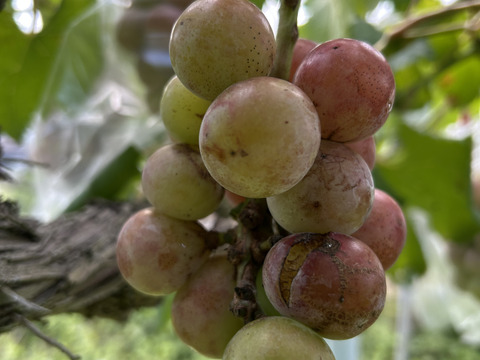 ク①■栽培調整品■【赤ブドウ・ クイーンニーナ】6房入り箱　家庭用　限定5箱