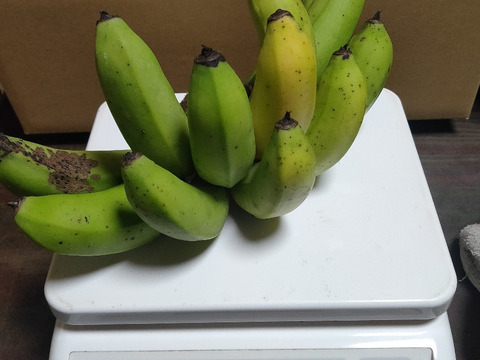 沖縄産　島バナナ　900ｇ