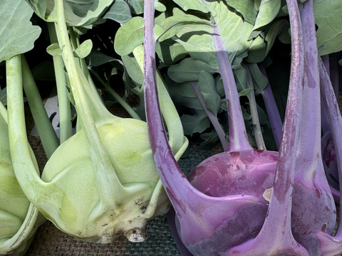生でシャキッシャキッ！炒めてコリコリ！煮てホクホクの万能野菜 軽井沢町産高原野菜 コールラビ おひさまたっぷり ４kg