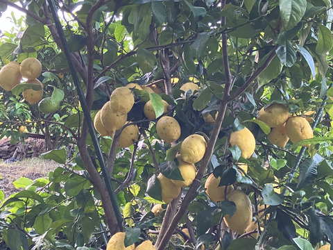 【農薬不使用】ビックサイズ❗️エビス農園の完熟レモン（9Kg）
