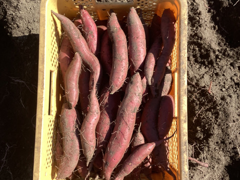 とろける！蒸し蜜芋  冷凍 1.5kg シルクスイート