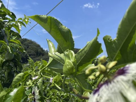 八王子パッションフルーツ⭐︎贈答用