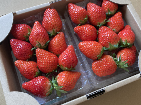 【おまかせ食べ比べ】いちごサイズおまかせ2パック 【よつぼし】【おいCベリー】【やよいひめ】から収穫開始次第、2品種をサイズは、おまかせでお届け‼︎ 朝採りをその日のうちに発送します(^^)