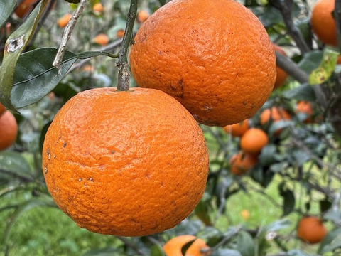 【家庭用】春に楽しむ、さっぱりジューシーなみかん、なつみ。