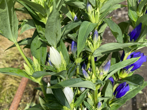 リンドウ　100本　りんどう