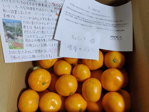 有田みかん【サイズ混合】5 kg（箱込）