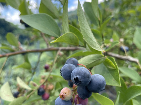 【有機JAS認証ブルーベリー200g】小粒ですが、アロマが強い品種ミックス！貴重な京都大原産サイズ不揃いですが、朝摘みを昨日発送で生食できる鮮度最高のブルーベリーです！2個までなら送料同額でお得です！