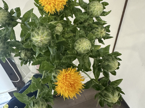 【産地直送／ベニバナ、３束（１束約６本】なかなか花屋さんで出会えない元気いっぱいの希少な花ベニバナ。ふっくらとした葉の間から顔をのぞかせる、鮮やかなベニバナです。ドライフラワーにしてもオススメ！