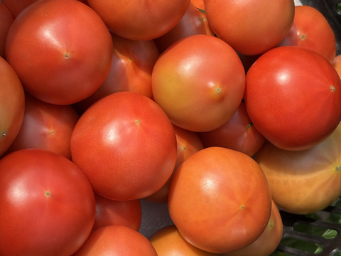 味わい深い甘み。さきたまトマト  1kg