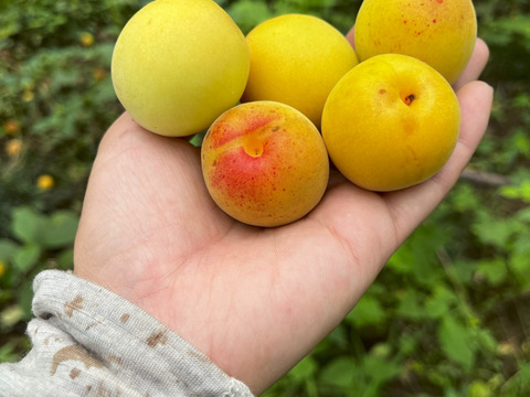 限定3個！【冷凍完熟梅】自然栽培 農薬不使用の樹上完熟梅！1キロ