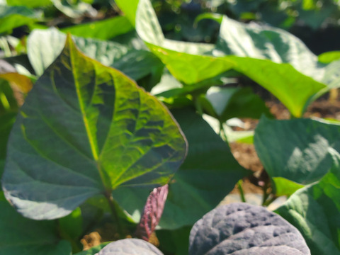 焼き芋におすすめ！蜜があふれる熟成紅はるか 島育ちのさつまいも ４kg