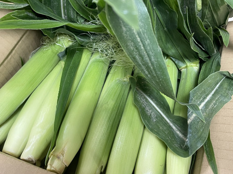 【旬のヤングコーンを新鮮に】期間限定！皮つききみひめヤングコーン　60サイズ箱満タン詰め！30本前後になります！