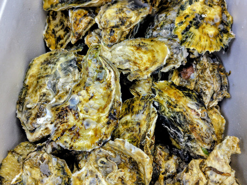 【今が旬！身入り◎】京丹後・久美浜産　殻付き牡蠣［加熱用］　箱たっぷり充実 7kg（70~100個前後）