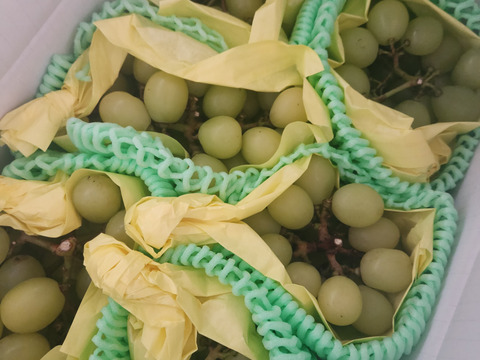 お買い得!まるせい果樹園のぶどう　おまかせ　訳あり　約2.2キロ　房の詰め合わせ(房数不定)  os2