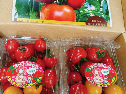 販売開始‼️お子様に大人気❗️薄皮ミニトマト‼️ピンキー＆きら〜ず！口に皮が残らない！（1.2kg入）