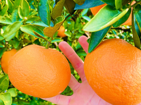 【甘酸っぱいつぶつぶ食感】愛媛県産伊予柑（ご家庭用）8kg