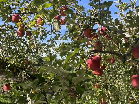 《予約商品》11月中旬～ 綺麗な 葉とらず サンふじ  10キロ箱 24～36玉 長野県産