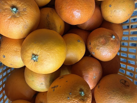 鹿児島県産　早摘みオレンジ！２ｋｇ