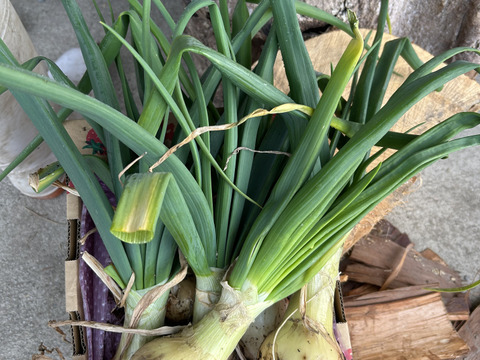 葉玉葱🧅／ホーム玉葱／シャルム　５キロ