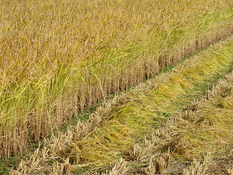 新嘗祭に佐賀県産にこまる玄米の新米です。