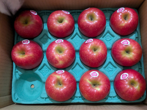 発送中🍎 ピンクレディー®︎3キロ箱  長野県 信州 安曇野 リンゴ 幻 幻のリンゴ 予約 希少 旬 6玉〜16玉サイズ 商品ID42100 ピンクレディー