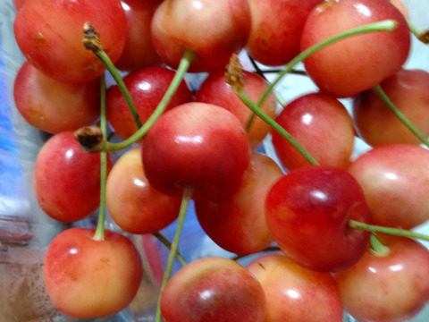 【さくらんぼ最高糖度賞受賞園地】佐藤錦　訳あり1kg