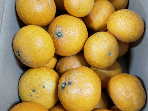 愛媛県産　清見オレンジ　訳あり・お徳用　10kg(箱込）