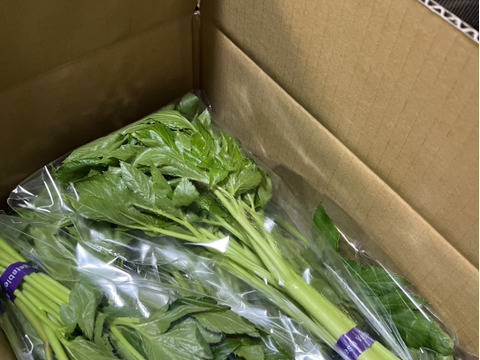 三宅島特産のあしたば【スペシャルコース10パック】