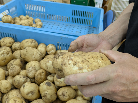 【ストックに最適！】農薬・化学肥料不使用☆M・L混在じゃがいも５㎏（男爵）