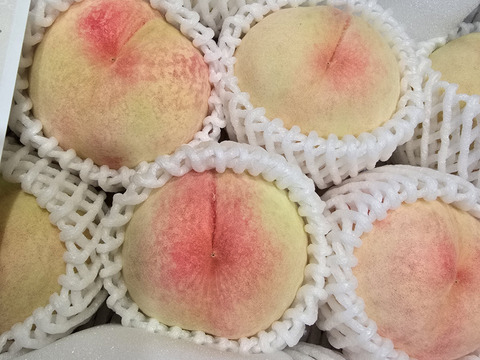 樹上完熟でお届け！岡山白桃【朝どれ】【白鳳・清水白桃・おかやま夢白桃】（ご家庭用・約2kg）