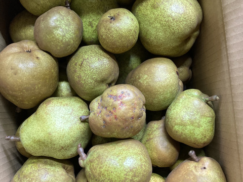 10月10日頃から発送開始！超スーパー訳あり規格外ラフランス10kバラ詰箱込11キロ