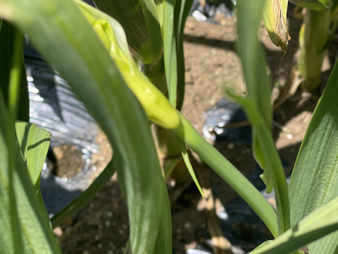 【予約限定】愛媛県四国カルスト大野ヶ原産！
にんにくの芽+にんにくの葉+にんにくのつぼみ　約1kg