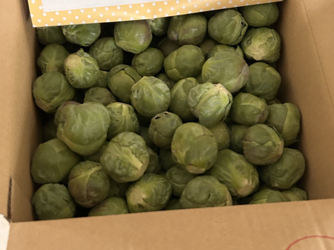 革命児！ふわ甘～芽キャベツ　箱込み2ｋｇ　本州の方限定