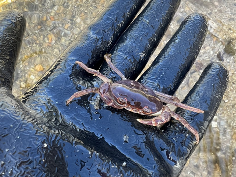 創業125年安曇野の湧水育ち。安曇野産本生わさび。ご家庭サイズ100g