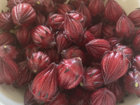 赤ローゼル生　約500g