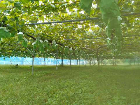 最終セール　ぜひ説明文をご覧ください！　シャインマスカット　お得な家庭用　1.5～1.8キロ（大小込み目安　4～6房）