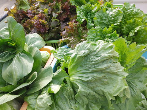 淡路島　野菜セット