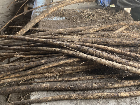 青森のおいし〜い　ごぼう　土付き　４kg