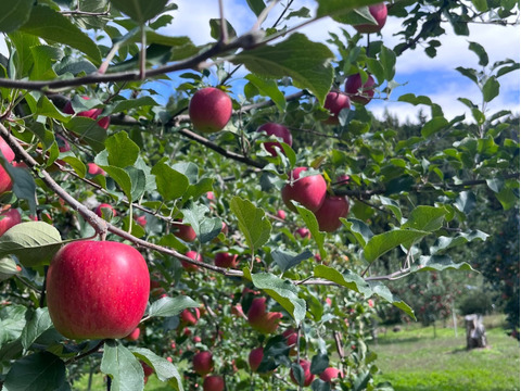 綺麗な葉とらずシナノスイート 10ｷﾛ箱 24～36玉