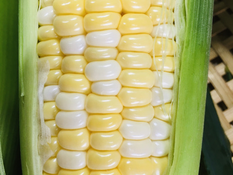 🌽【2025年 夏・限定販売】
花園ファーム直送！ドルチェドリーム LLサイズ 9本セット糖度15～16度！美しい二色の粒が特徴の希少とうもろこし