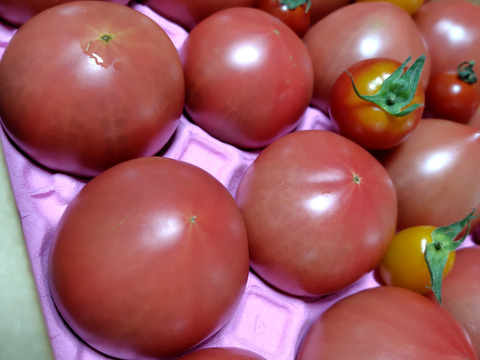 100％純トマト🍅4キロ箱【雪ちゃんトマト】桃太郎トマトL or Mサイズ