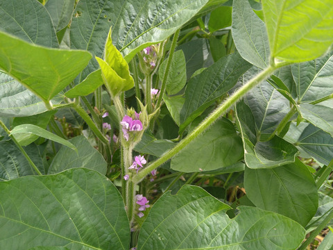 自然栽培大豆１キロ　化学肥料不使用、動物由来肥料不使用、農薬除草剤不使用でも、美味しい大豆を育てたいと研究中です。厳しい暑さの中でも、収穫量はわずかですが、土の中の微生物の力を借りて育ちました。