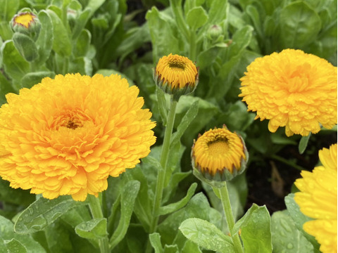 【キンセンカ／20本】素朴なかわいさが魅力のキンセンカ。見ているだけで元気がわいてくる一束です。実はこのお花、花もちがよくてとっても長持ち！