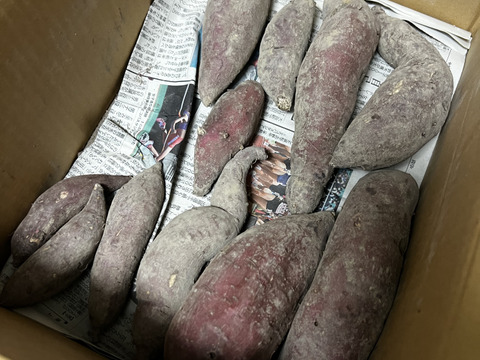 【訳あり・順次発送】さつまいも3種（安納芋or紅はるかorシルクスイート）5kg ※栽培期間中化学肥料・農薬不使用※ R6年 静岡産 3S/2S/S/M/Lサイズ混合 サツマイモ/さつま芋