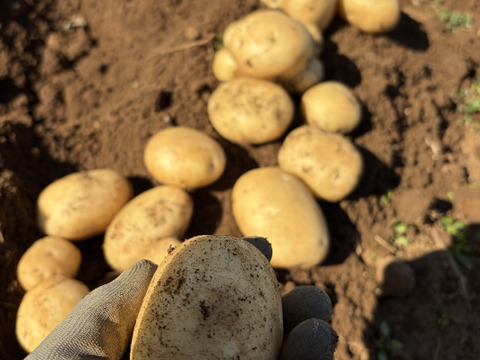 デジマ｜ホクホク旨味が濃い新じゃが 皮ごと食べられる島じゃがいも ４kg