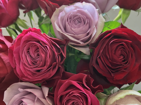 【赤パープル系15本】2月限定☆厳選バラ☆贈り物にもおすすめ（ご自宅用簡易包装/50cm）