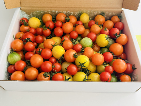 宝石のような輝き！カラフルミニトマト