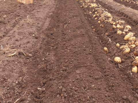 春馬鈴薯　ニシユタカ