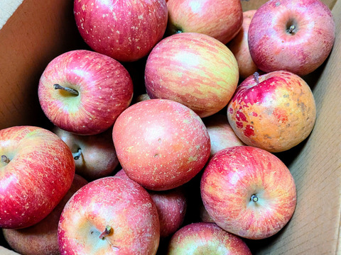 【 大特価🍎値下げ↓軽めのデザートにピッタリ！】 SSサイズのみ サンふじ 訳あり 36個  7㎏ 相当