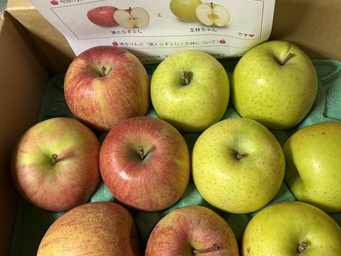 【夜市限定】【福袋】青森県産 約３キロ 季節の樹上完熟りんご詰め合わせセット【家庭用厳選品】